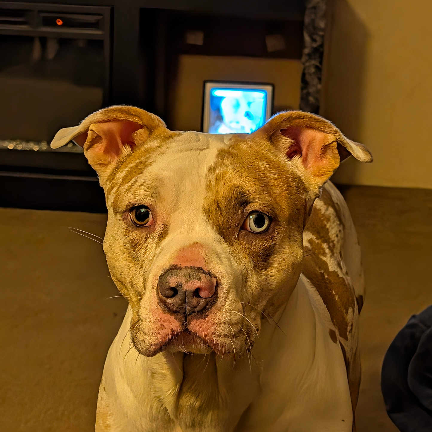 Bella