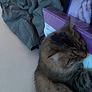 Tiger Popoca is registered to the contest to win money with this photo: cat, tabby, sleeping, cozy, blanket, fabric, indoor, fur, whiskers, book, purple, resting, closeup, pet, animal, feline, soft, comfort, quiet, relaxation