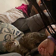 Tiger Popoca is registered to the contest to win money with this photo: arm, blanket, casual, cat, couch, cozy, curious, face, furniture, hair, hand, home, indoor, living_room, person, pet, pillow, relaxing, tabby_cat, tongue_out