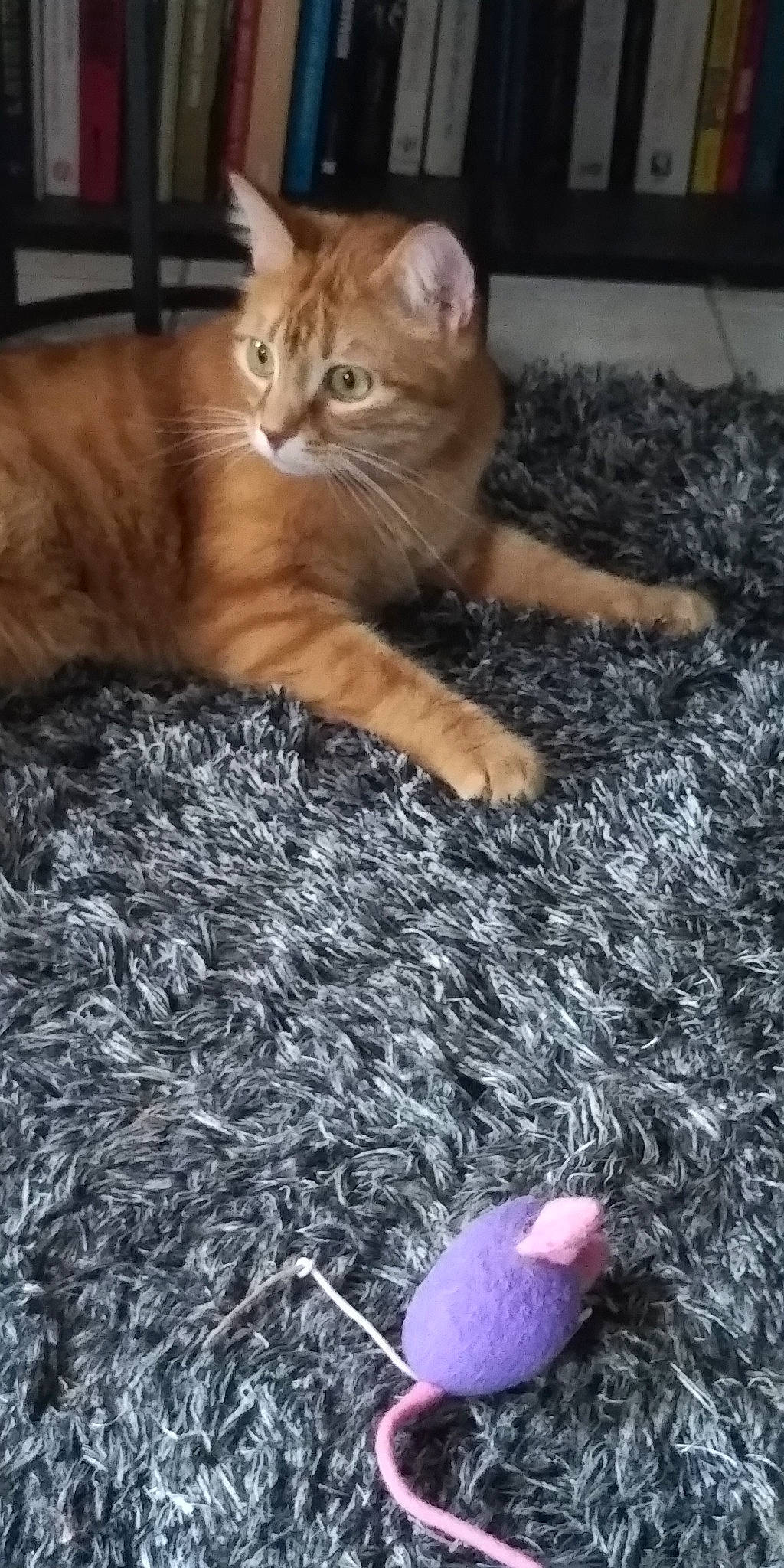 Kawaï participe au concours pour gagner de l'argent avec cette photo : barefoot, blue, carnivore, cat, claw, comfort, domestic_short_haired_cat, fawn, felidae, flooring, foot, fur, grass, mammal, paw, small_to_medium_sized_cats, snout, tail, vertebrate, whiskers