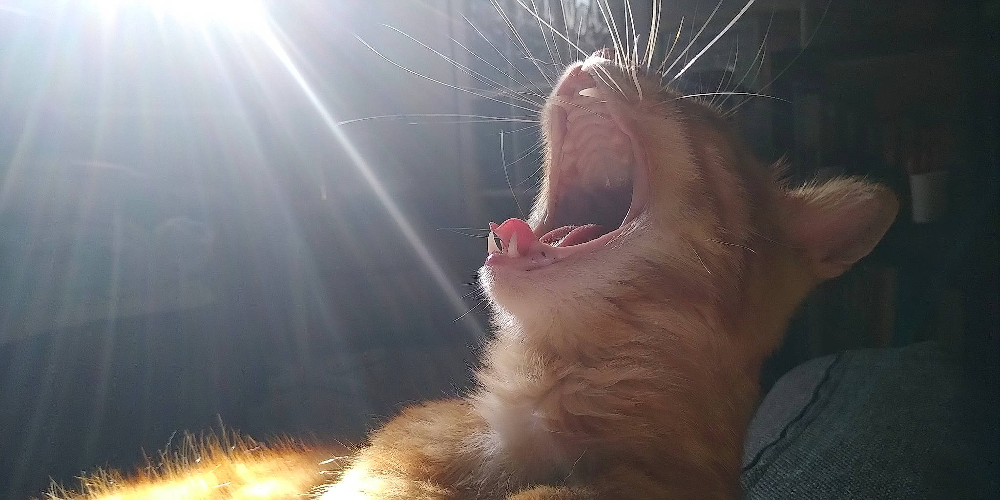 Kawaï a rejoint le concours — aidez-le/la à gagner de superbes lots ! carnivore, cat, fang, felidae, foot, fur, gesture, happy, jaw, lens_flare, paw, small_to_medium_sized_cats, snout, sunlight, terrestrial_animal, tooth, whiskers, wildlife, window, yawn