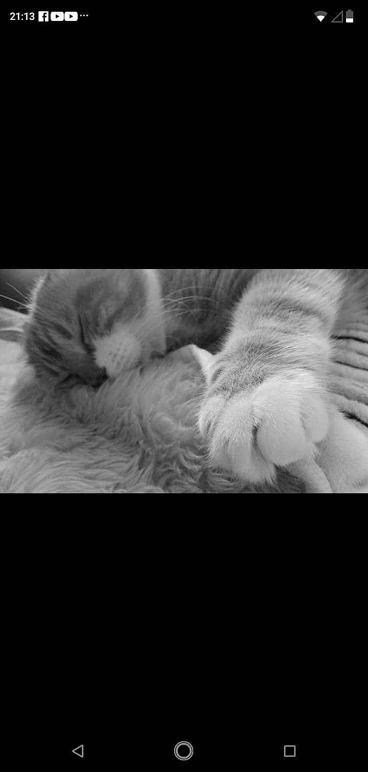Timoky a rejoint le concours — aidez-le/la à gagner de superbes lots ! black_and_white, carnivore, cat, claw, cloud, comfort, domestic_short_haired_cat, felidae, fur, gesture, grey, monochrome, monochrome_photography, paw, small_to_medium_sized_cats, snout, style, tail, textile, whiskers