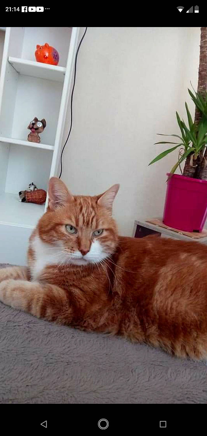 Timoky a rejoint le concours — aidez-le/la à gagner de superbes lots ! carnivore, cat, comfort, domestic_short_haired_cat, door, fawn, felidae, flooring, flowerpot, fur, hardwood, houseplant, picture_frame, plant, shelf, small_to_medium_sized_cats, tail, whiskers, window, wood