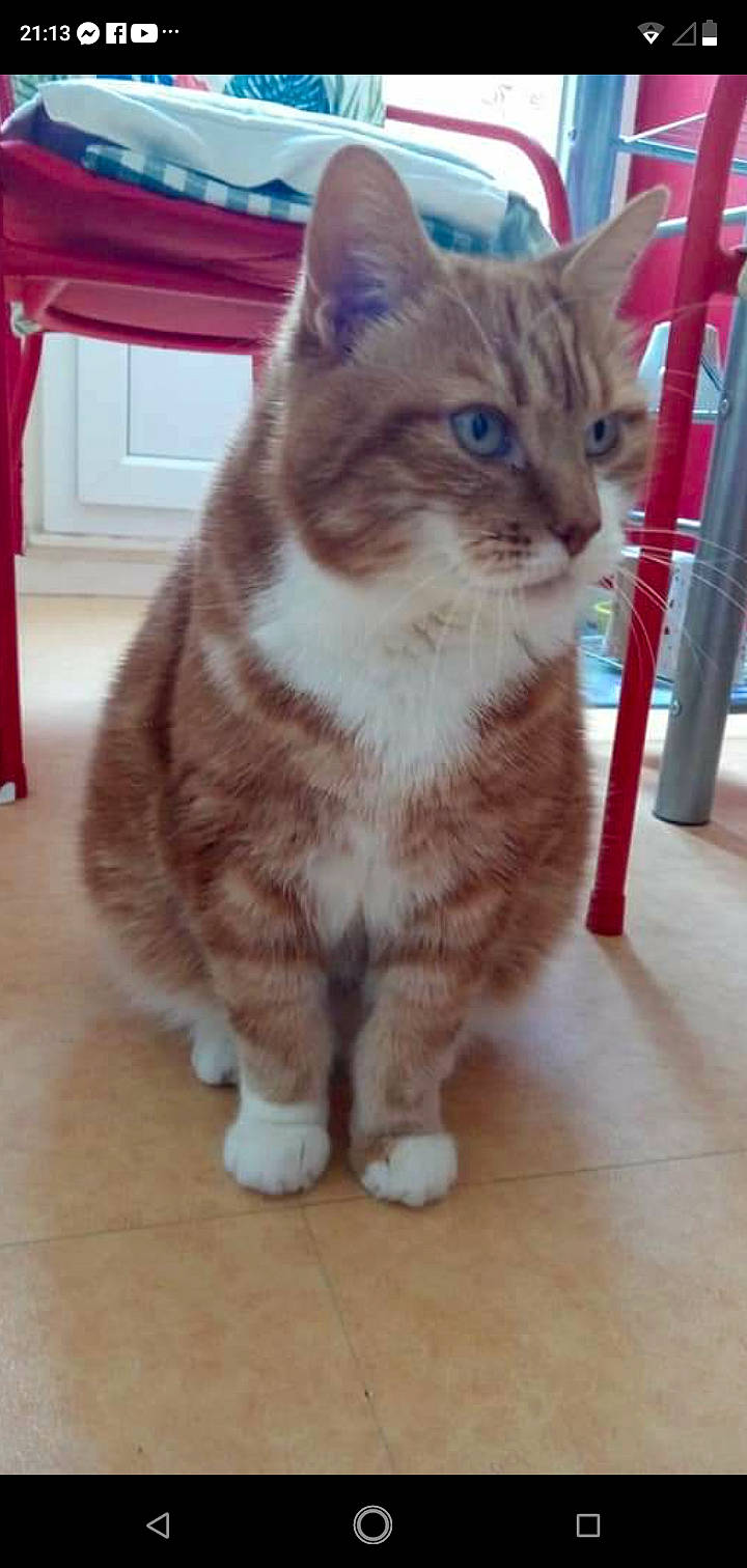 Timoky a rejoint le concours — aidez-le/la à gagner de superbes lots ! carnivore, cat, claw, domestic_short_haired_cat, eye, fawn, felidae, floor, flooring, fur, hardwood, paw, pet_supply, sitting, small_to_medium_sized_cats, tail, terrestrial_animal, whiskers, wood