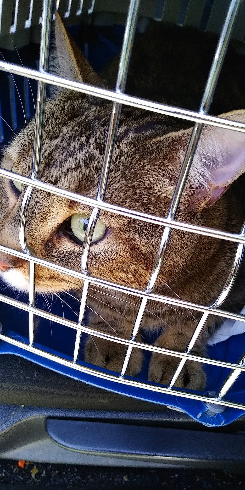 Nounours participe au concours pour gagner de l'argent avec cette photo : animal_shelter, blue, cage, carnivore, chain_link_fencing, fawn, felidae, fence, fur, mesh, metal, net, pet_supply, service, small_to_medium_sized_cats, snout, terrestrial_animal, whiskers, wildlife, wire_fencing