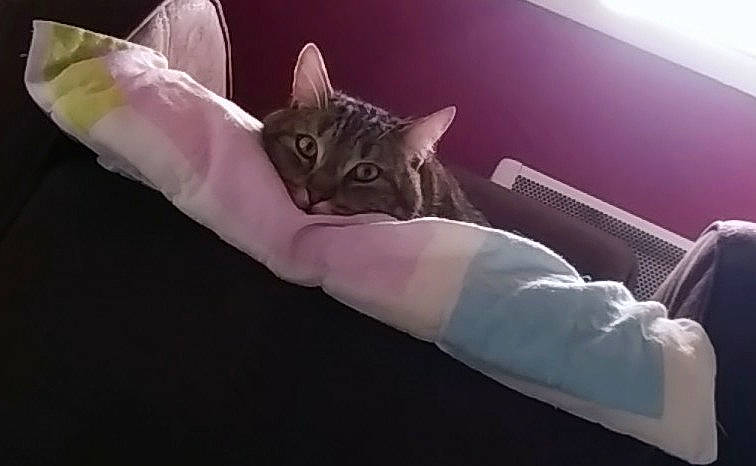 Nounours participe au concours pour gagner de l'argent avec cette photo : bed, bedding, canidae, carnivore, cat, comfort, couch, darkness, domestic_short_haired_cat, fawn, felidae, foot, fur, human_leg, linens, purple, room, sitting, small_to_medium_sized_cats, whiskers