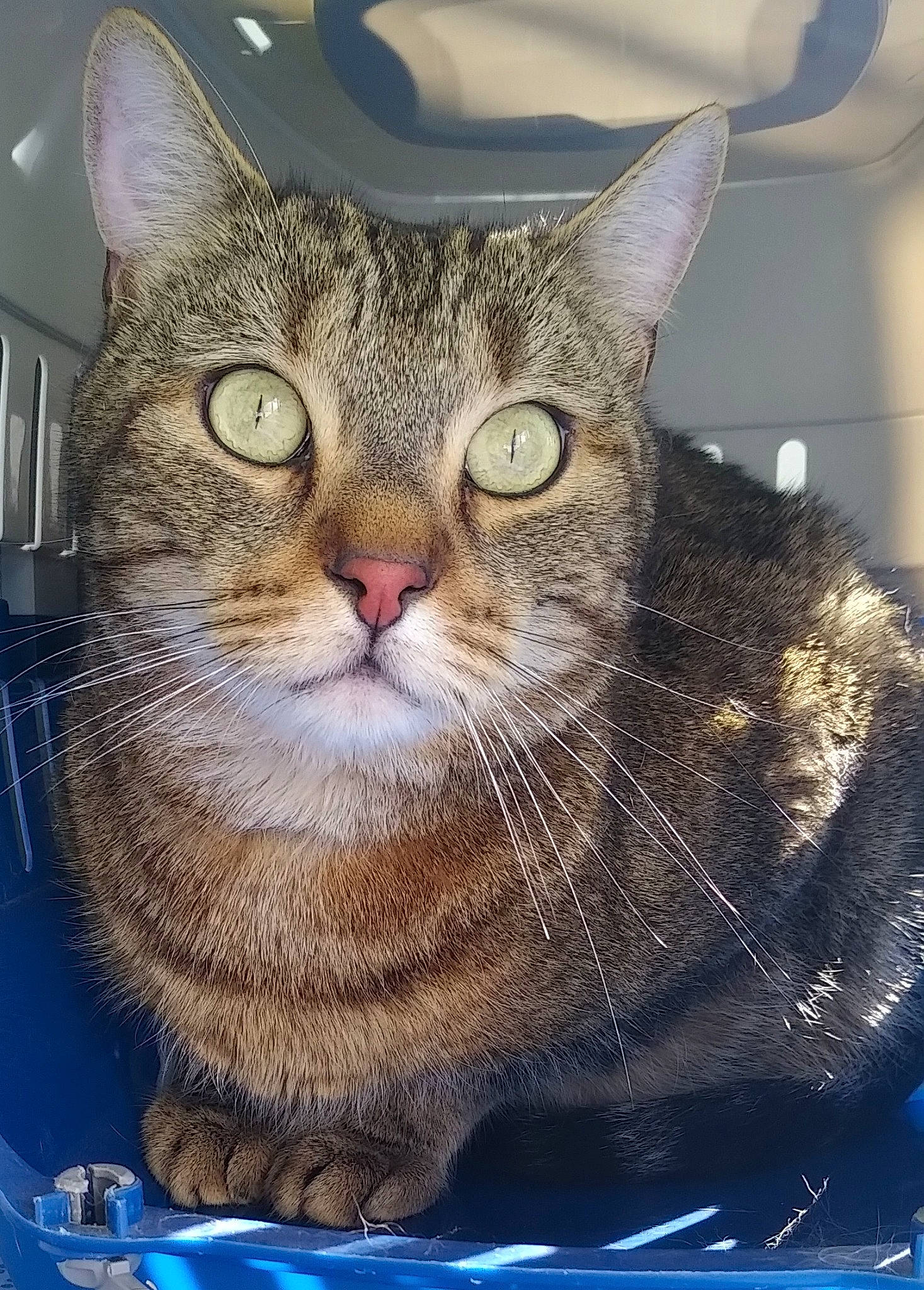 Nounours participe au concours pour gagner de l'argent avec cette photo : carnivore, cat, felidae, fur, rectangle, small_to_medium_sized_cats, snout, terrestrial_animal, whiskers