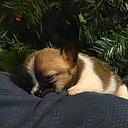 Jolie' is registered to the contest to win money with this photo: animal, brown, cozy, cushion, cute, dog, fur, greenery, indoors, nap, paw, pet, plant, puppy, relaxing, resting, sleeping, small_dog, snout, white