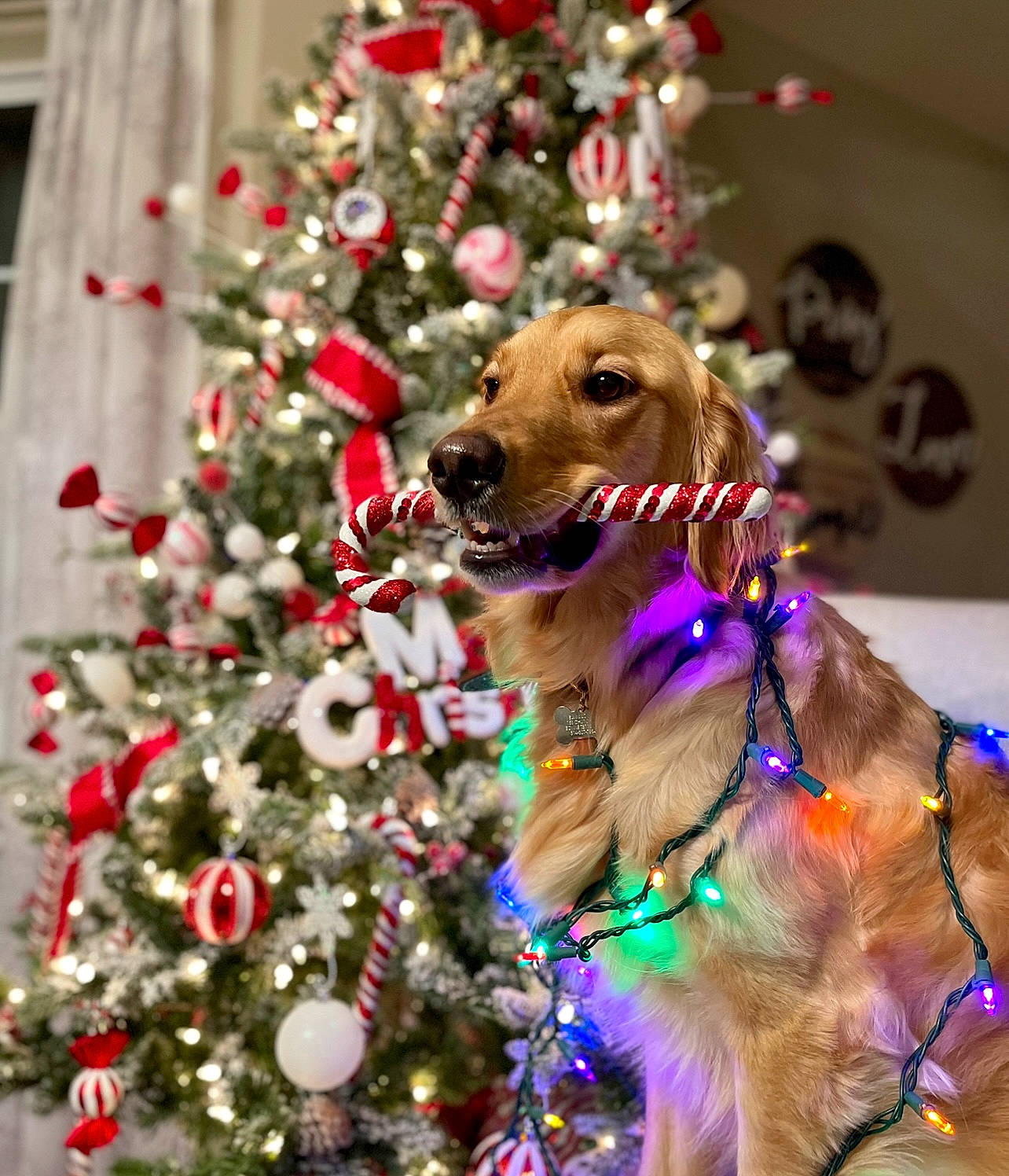Sunni Louise joined the competition — help win amazing prizes! carnivore, christmas, christmas_decoration, christmas_ornament, christmas_tree, collar, companion_dog, dog, dog_breed, dog_collar, event, evergreen, fawn, happy, holiday, holiday_ornament, ornament, plant, tree, winter