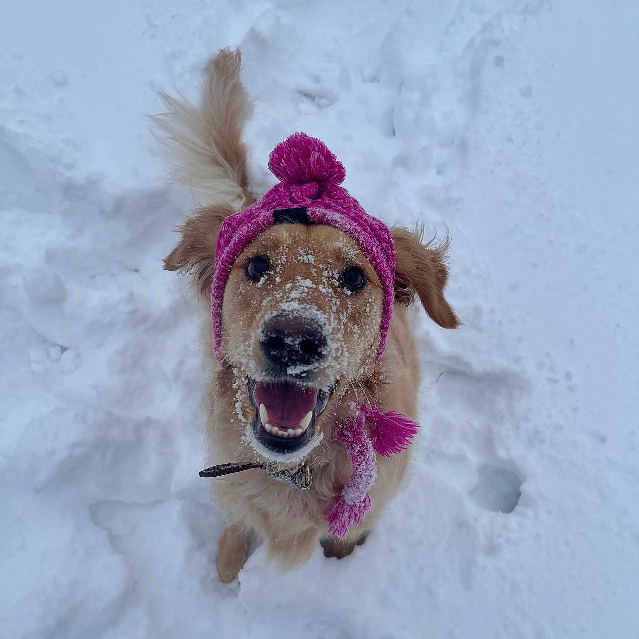 Sunni Louise joined the competition — help win amazing prizes! canidae, carnivore, collar, companion_dog, dog, dog_breed, dog_clothes, dog_collar, dog_supply, fawn, freezing, fur, retriever, snout, snow, sporting_group, terrier, toy_dog, water_dog, winter