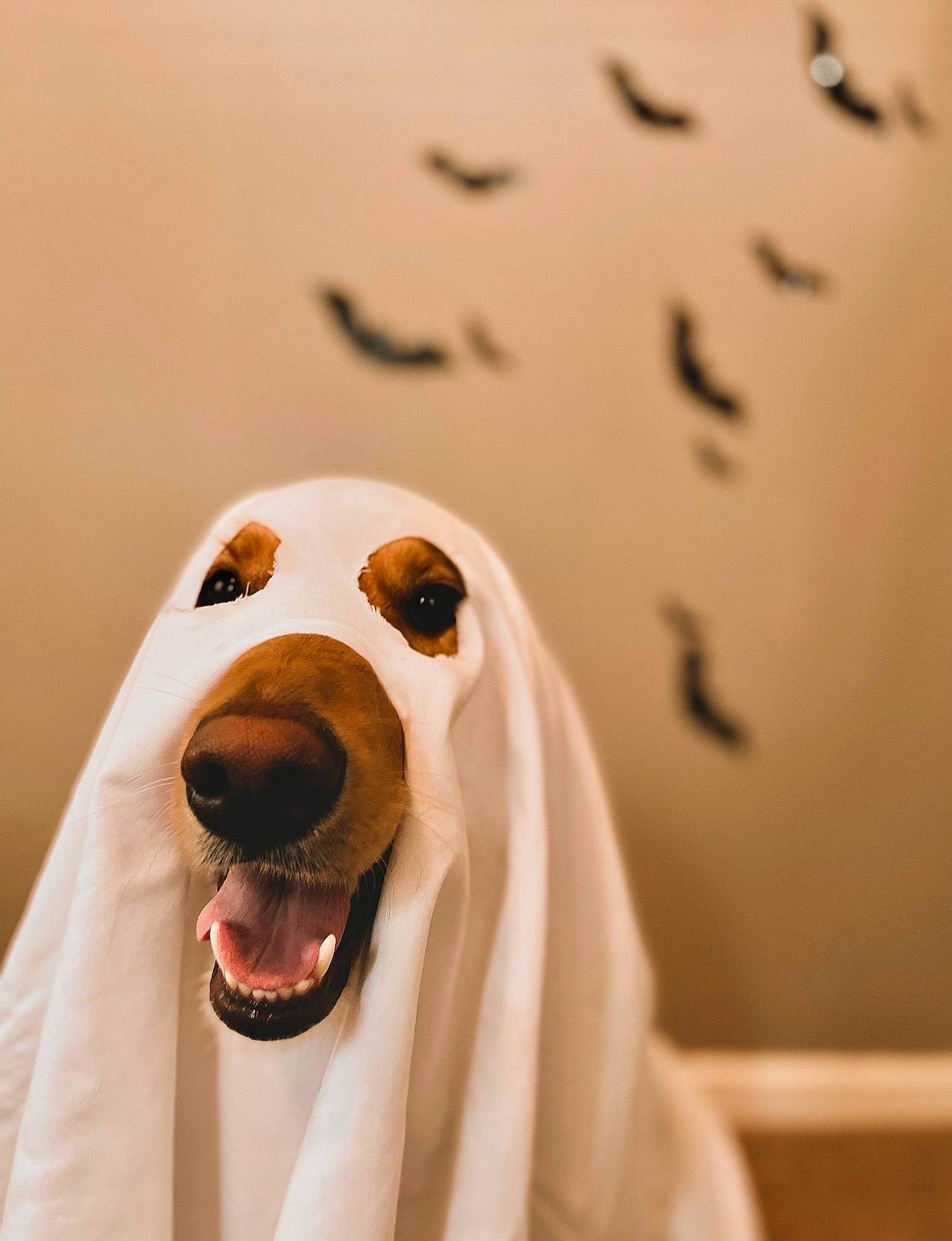 Sunni Louise joined the competition — help win amazing prizes! canidae, carnivore, companion_dog, dog, dog_breed, ear, fang, fawn, fur, head, jaw, non_sporting_group, smile, snout, sporting_group, terrestrial_animal, whiskers, working_animal