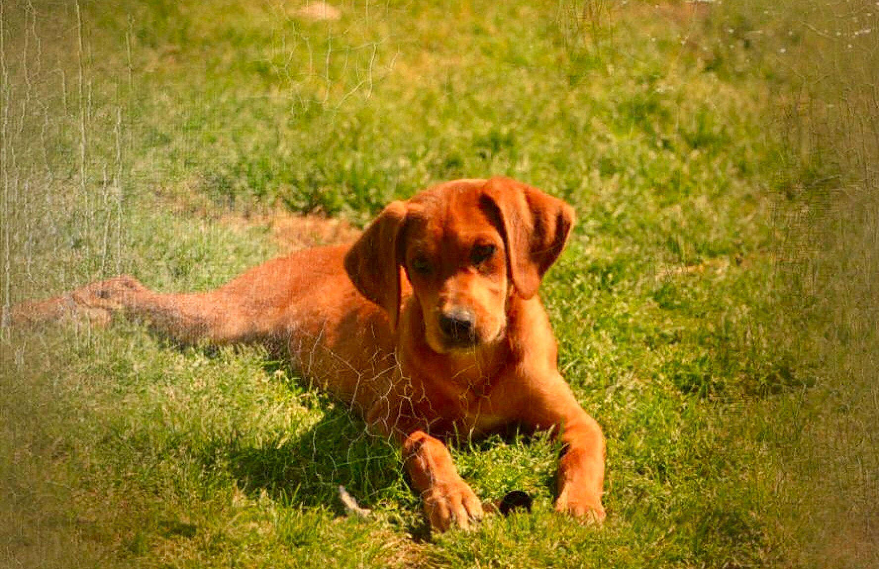Penelope is registered to the contest to win money with this photo: carnivore, companion_dog, dog, dog_breed, field, grass, grassland, gun_dog, labrador_retriever, liver, pasture, plant, pointing_breed, prairie, retriever, soil, sporting_group, tail, terrestrial_animal, working_animal