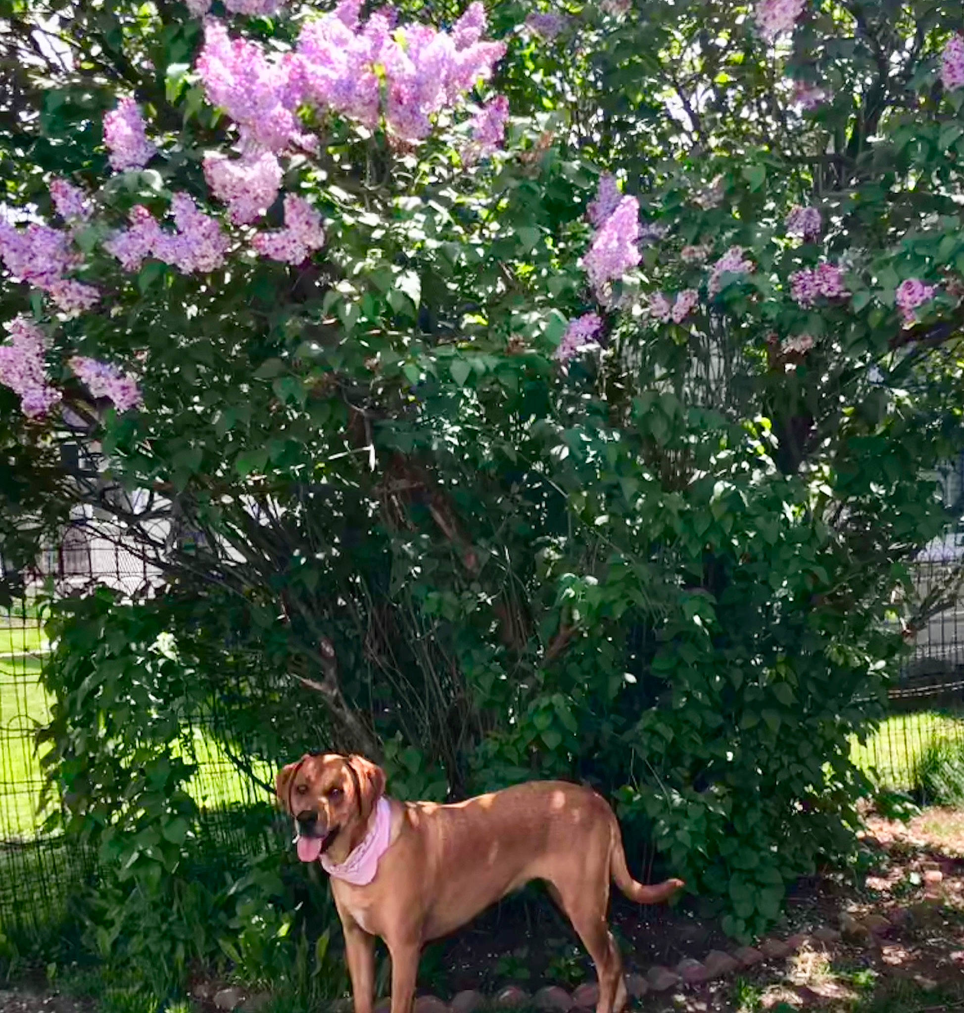 Penelope is registered to the contest to win money with this photo: annual_plant, canidae, carnivore, collar, companion_dog, dog, dog_breed, fawn, flower, flowering_plant, garden, grass, groundcover, gun_dog, plant, shrub, sporting_group, tail, tree, working_animal