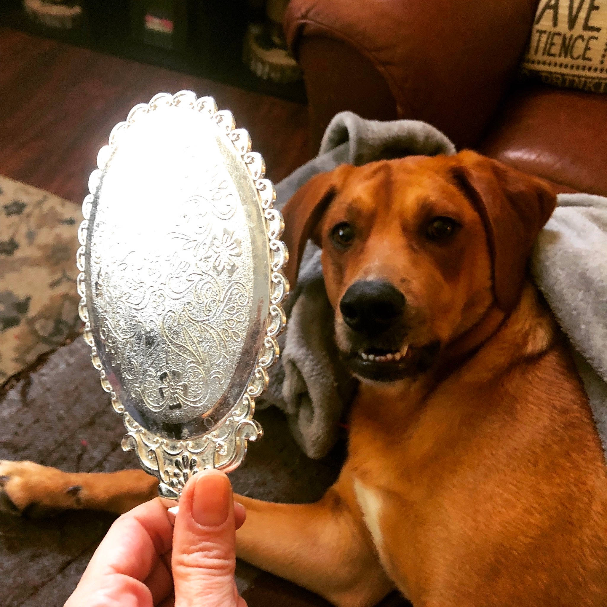 Penelope joined the competition — help win amazing prizes! ball, canidae, carnivore, comfort, companion_dog, couch, crochet, dog, dog_breed, fashion_accessory, fawn, flooring, fur, guard_dog, hat, metal, nail, paw, sporting_group, thumb