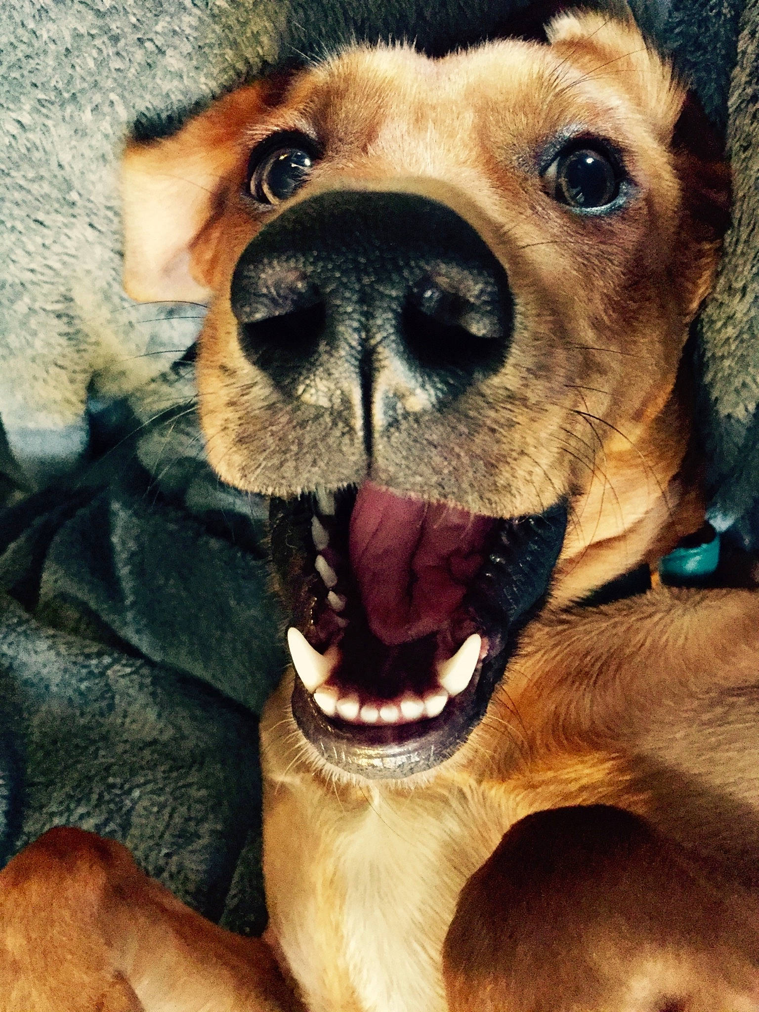 Penelope is registered to the contest to win money with this photo: canidae, carnivore, close_up, collar, companion_dog, dog, dog_breed, dog_collar, fawn, fur, jaw, liver, mammal, selfie, snout, sporting_group, terrestrial_animal, vertebrate, whiskers, working_animal