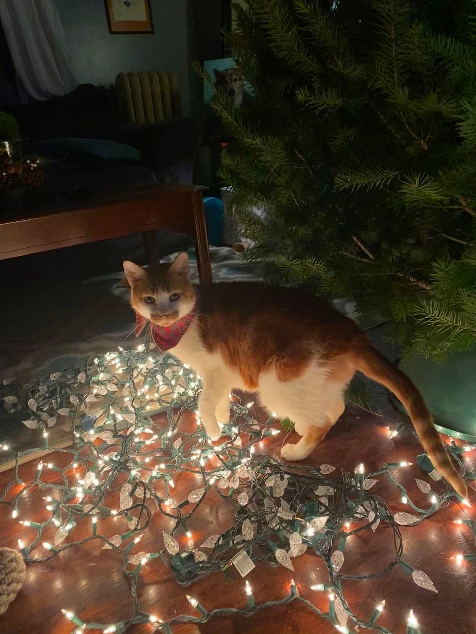 Chaucer joined the competition — help win amazing prizes! carnivore, cat, christmas, darkness, domestic_short_haired_cat, event, fawn, felidae, fur, holiday, night, picture_frame, plant, room, small_to_medium_sized_cats, tail, tree, whiskers, window, wood