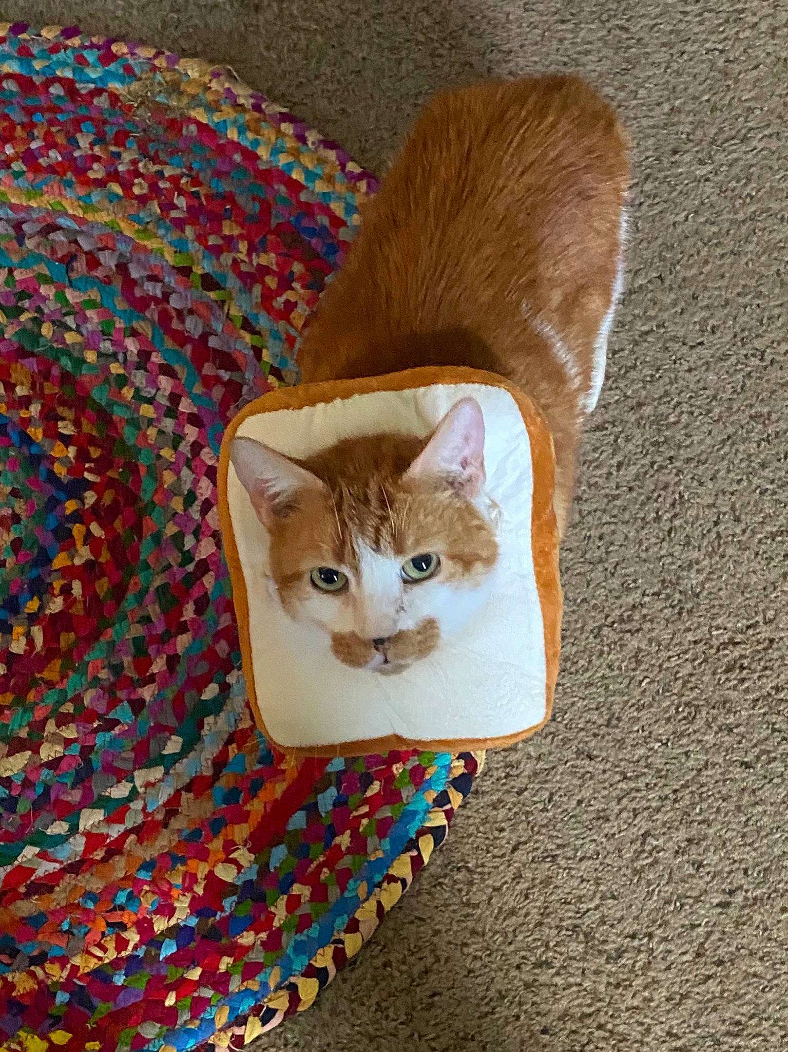 Chaucer is registered to the contest to win money with this photo: carnivore, cat, cat_supply, comfort, domestic_short_haired_cat, fawn, felidae, flooring, fur, grey, hardwood, linens, pattern, room, small_to_medium_sized_cats, tail, textile, whiskers, wood, woven_fabric