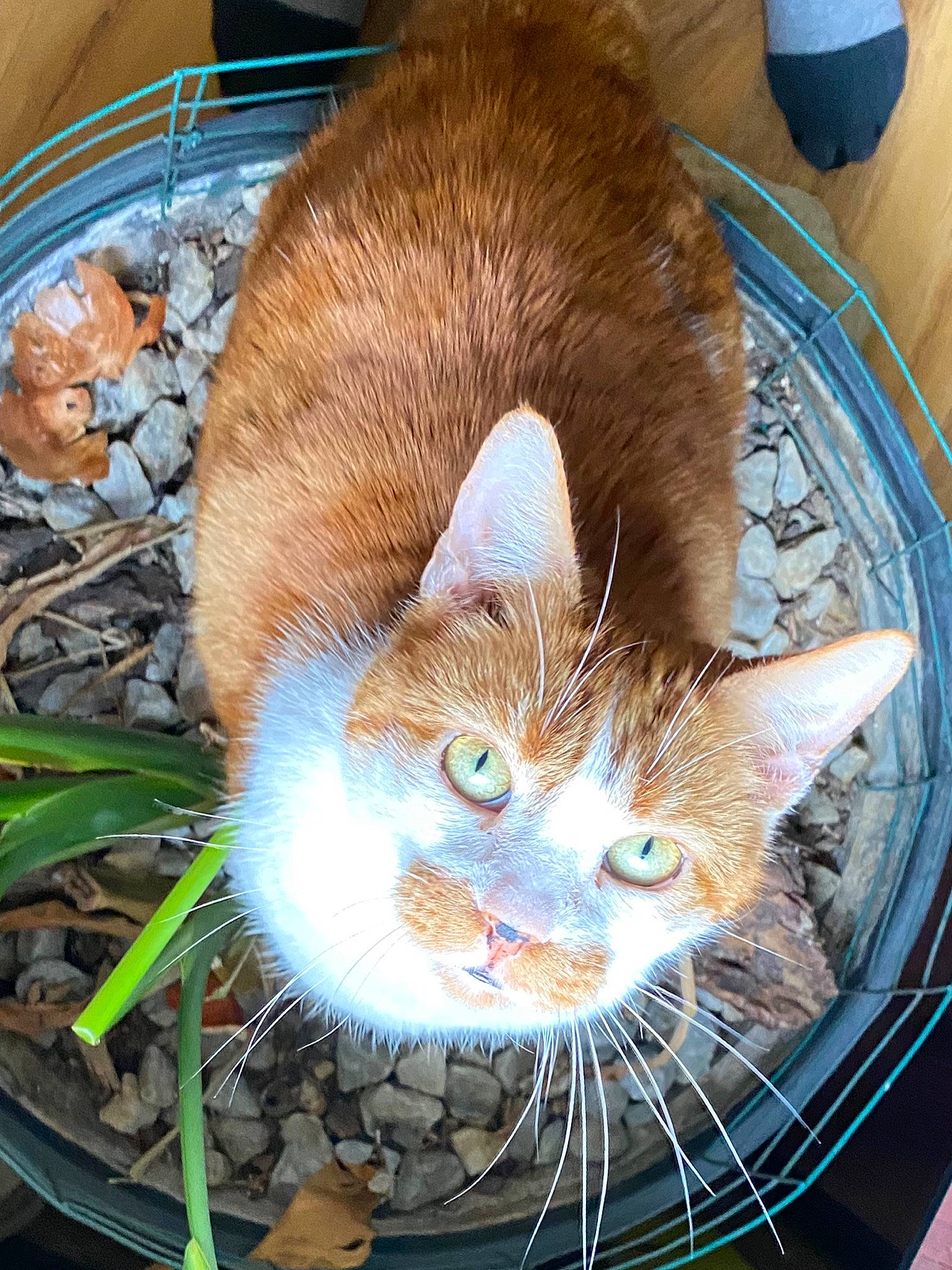 Chaucer joined the competition — help win amazing prizes! animal_shelter, basket, carnivore, cat, cat_supply, claw, domestic_short_haired_cat, fawn, felidae, flowerpot, fur, grass, iris, pet_supply, plant, small_to_medium_sized_cats, snout, tail, terrestrial_animal, whiskers