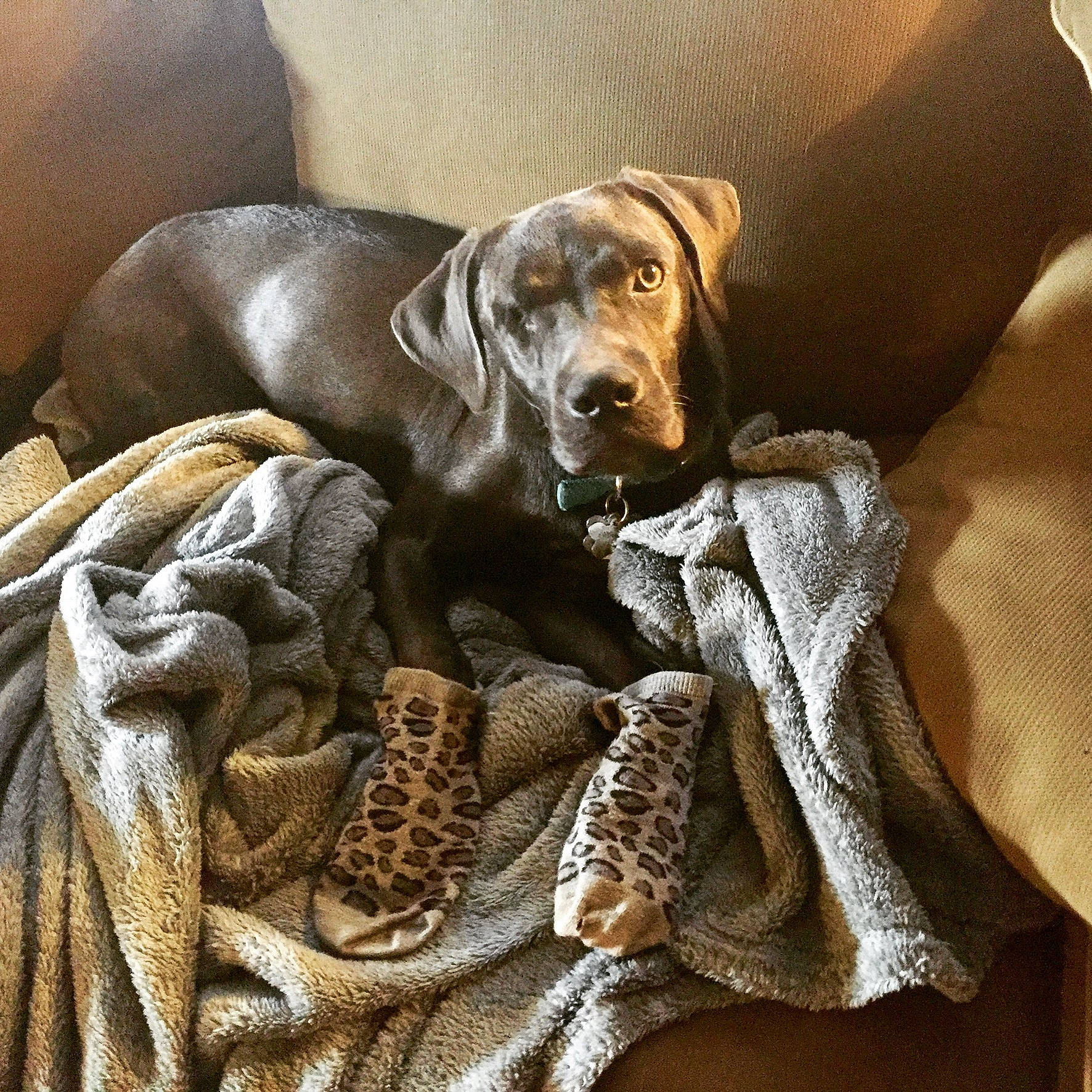 Willa is registered to the contest to win money with this photo: bedding, brown, canidae, carnivore, comfort, companion_dog, dog, dog_breed, fawn, fur, grey, linens, liver, pattern, sleeve, snout, sporting_group, textile, wood, working_animal
