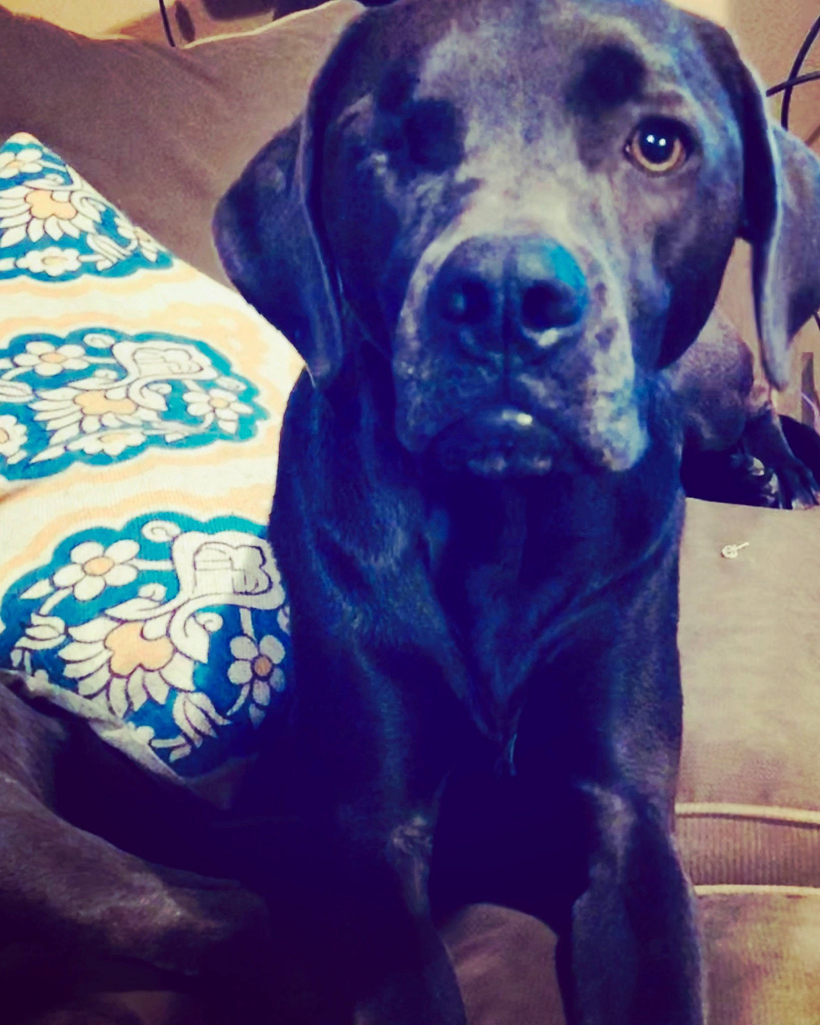 Willa is registered to the contest to win money with this photo: black, carnivore, comfort, companion_dog, dog, dog_breed, electric_blue, eye, fur, guard_dog, gun_dog, liver, metal, pet_supply, retriever, sleeve, snout, sporting_group, whiskers, working_animal