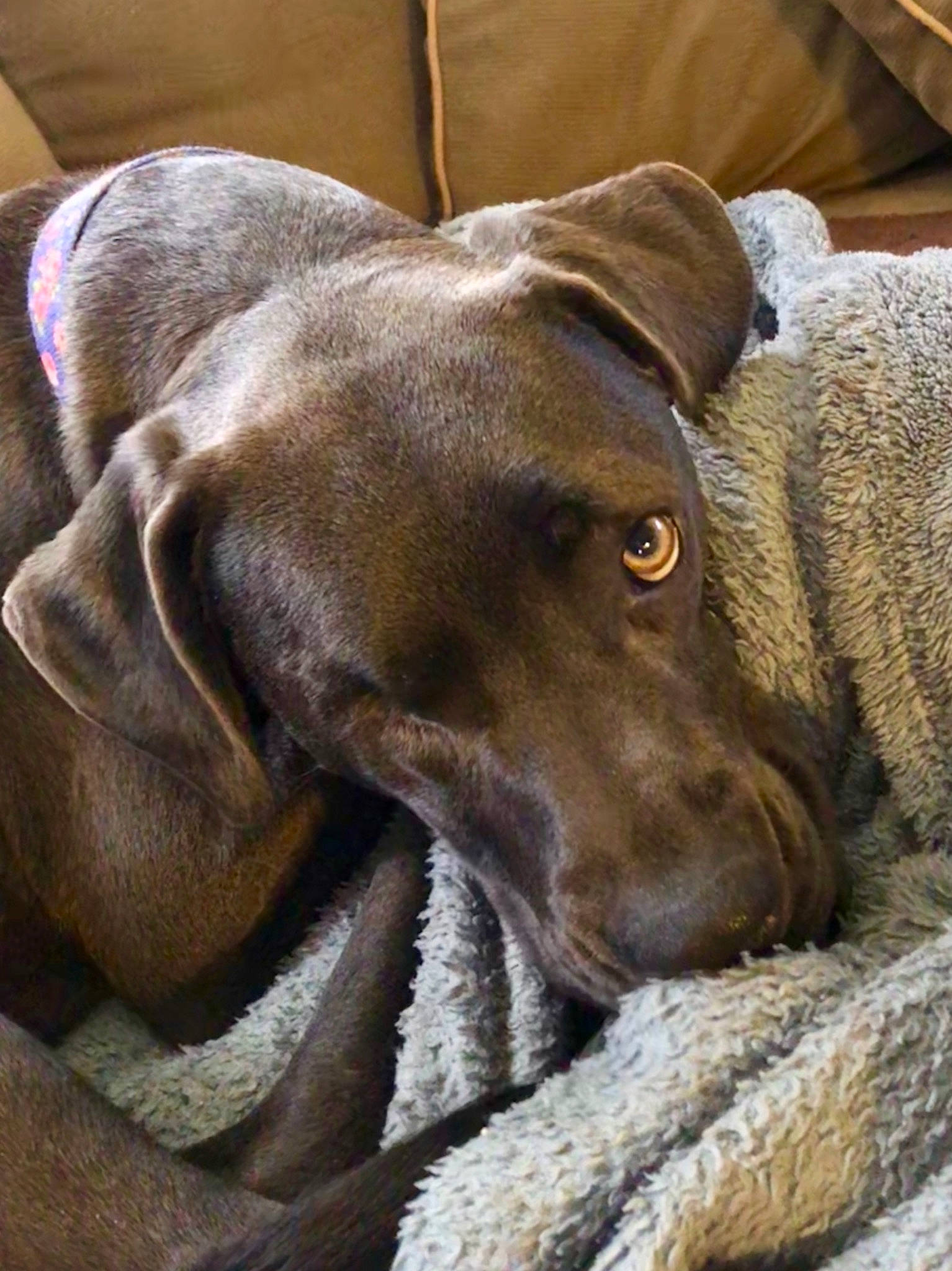 Willa joined the competition — help win amazing prizes! borador, canidae, carnivore, collar, comfort, companion_dog, dog, dog_breed, dog_collar, dog_supply, ear, fawn, fur, gun_dog, liver, pet_supply, snout, sporting_group, whiskers, working_animal