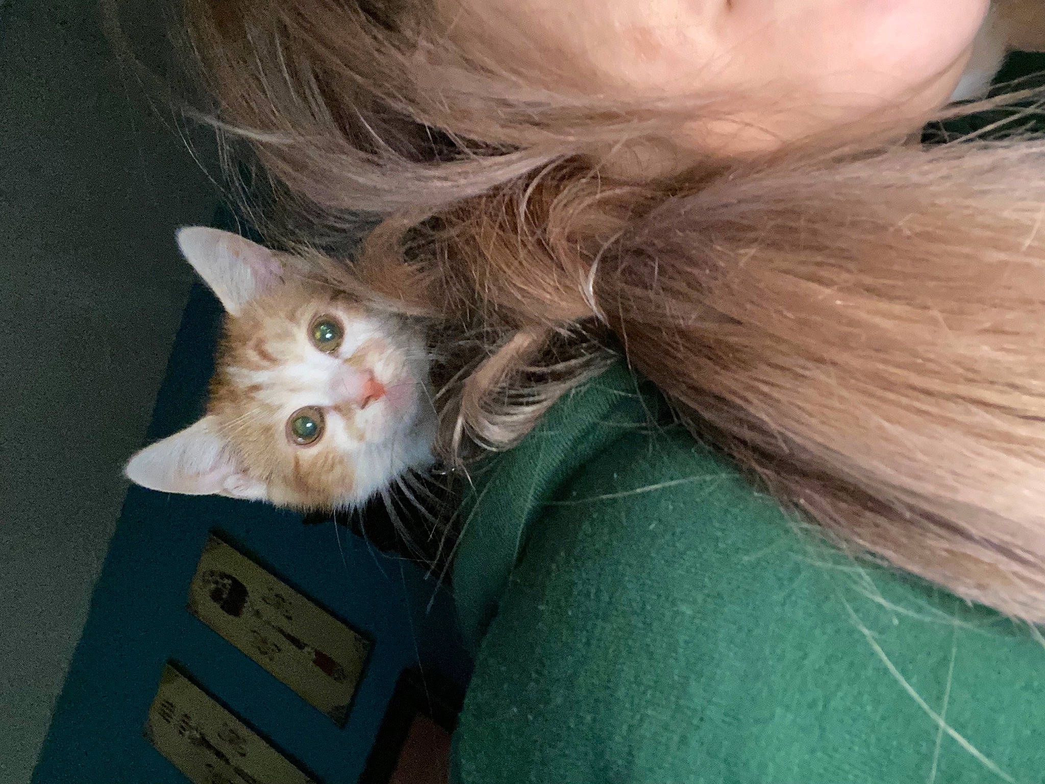 Oscar is registered to the contest to win money with this photo: beard, box, carnivore, cat, companion_dog, eyelash, fawn, felidae, fur, gesture, human_body, leg, paw, shipping_box, small_to_medium_sized_cats, snout, sunglasses, tail, toy, whiskers