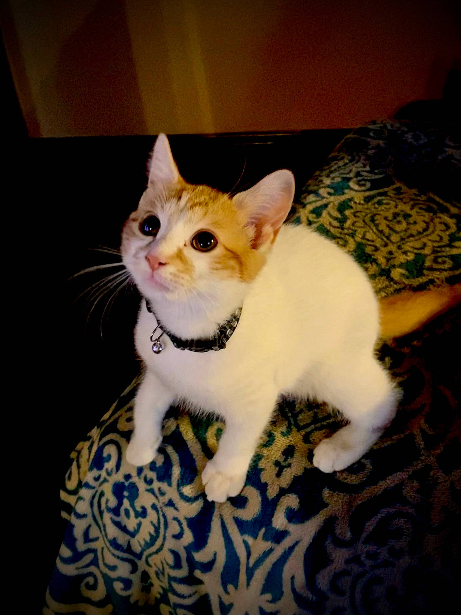 Oscar joined the competition — help win amazing prizes! carnivore, cat, comfort, domestic_short_haired_cat, fawn, felidae, flooring, fur, paw, small_to_medium_sized_cats, snout, tail, terrestrial_animal, whiskers