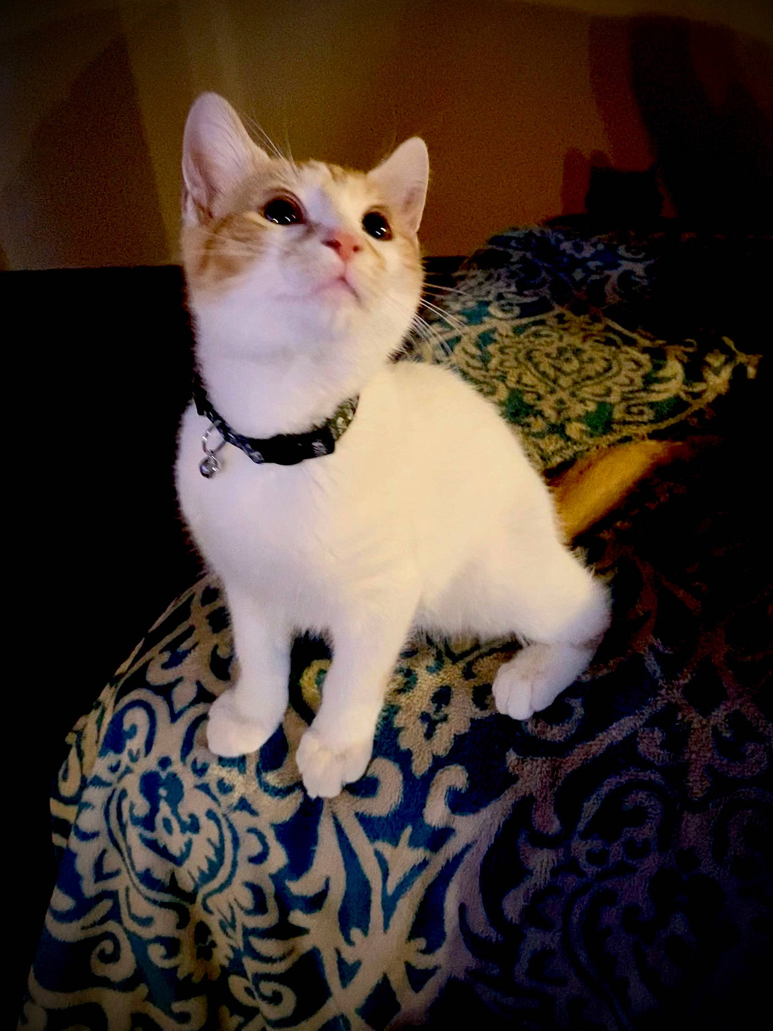 Oscar joined the competition — help win amazing prizes! carnivore, cat, comfort, domestic_short_haired_cat, eye, fawn, felidae, flooring, fur, paw, sitting, small_to_medium_sized_cats, snout, tail, terrestrial_animal, whiskers