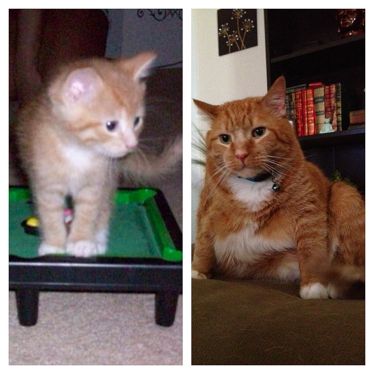 Stuart joined the competition — help win amazing prizes! bookcase, box, carnivore, cat, domestic_short_haired_cat, fawn, felidae, fur, gesture, internet_meme, iris, paw, photo_caption, rectangle, shelf, small_to_medium_sized_cats, snout, tail, whiskers, wood