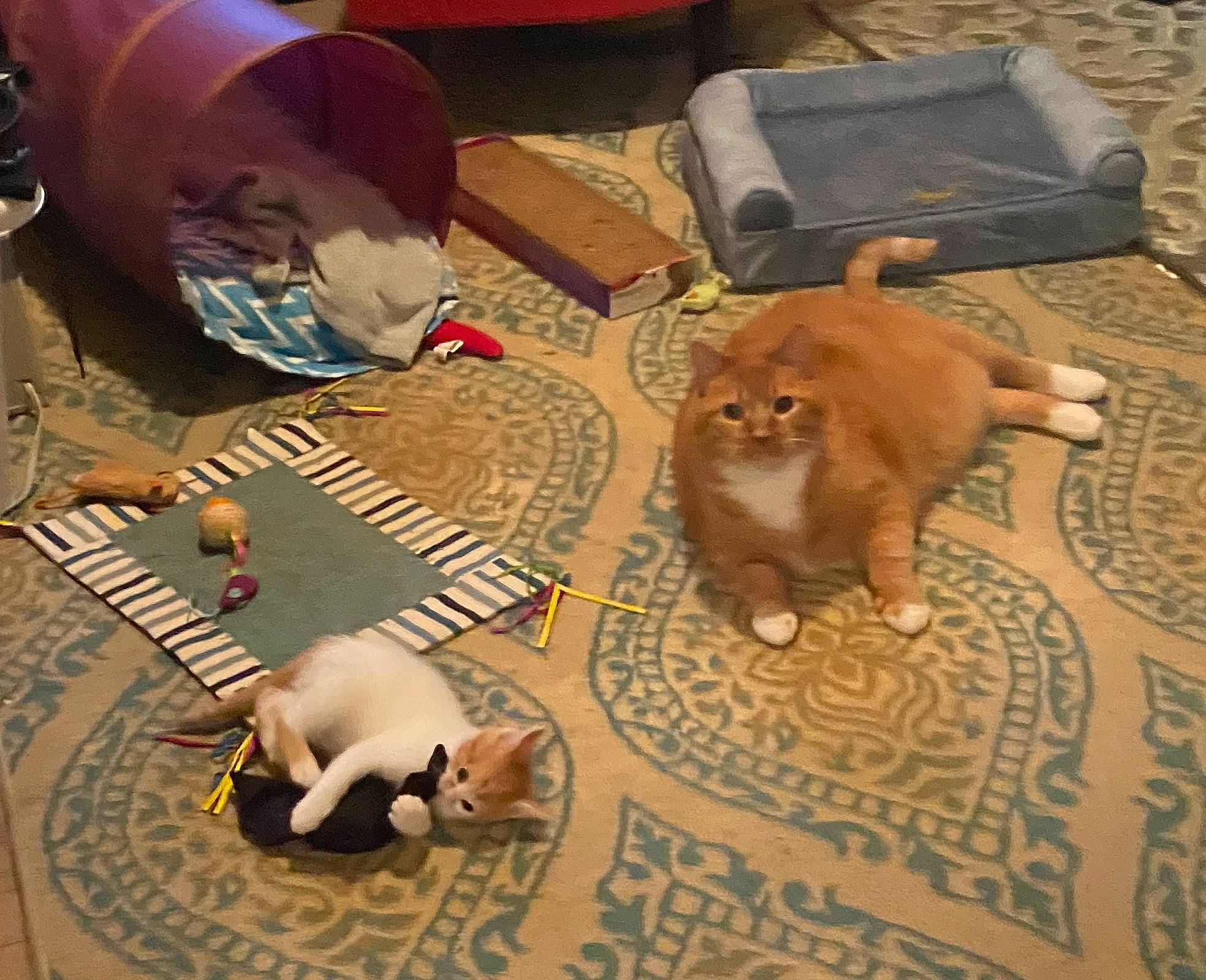 Stuart joined the competition — help win amazing prizes! box, carnivore, cat, comfort, companion_dog, dog_breed, fawn, felidae, floor, flooring, fur, hardwood, paw, room, shipping_box, small_to_medium_sized_cats, tail, toy, whiskers, wood