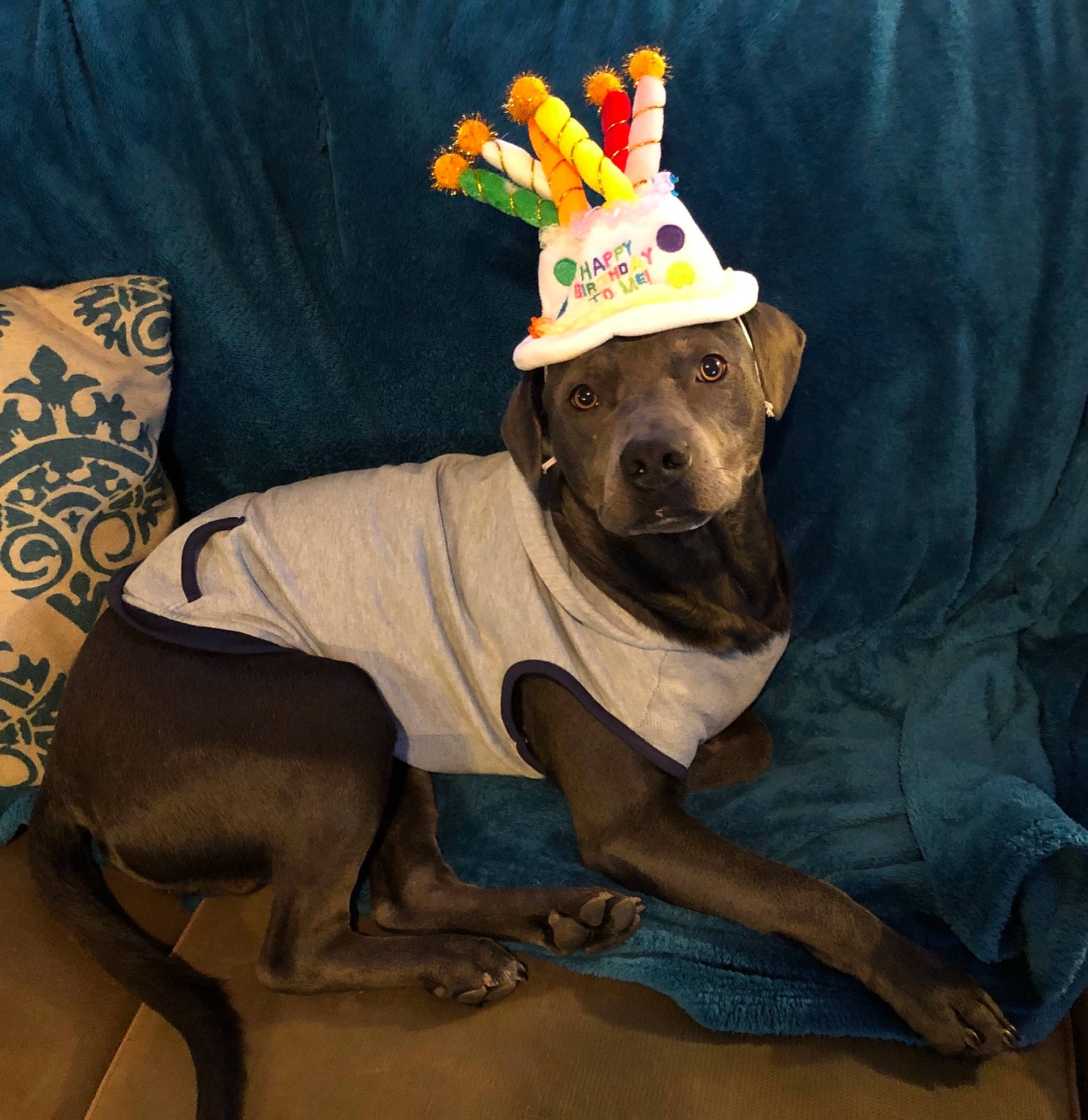 Opie joined the competition — help win amazing prizes! canidae, cap, carnivore, companion_dog, costume_hat, cowboy_hat, dog, dog_breed, dog_clothes, dog_supply, fashion_accessory, fawn, hat, party_hat, party_supply, personal_protective_equipment, snout, sporting_group, sun_hat, working_animal
