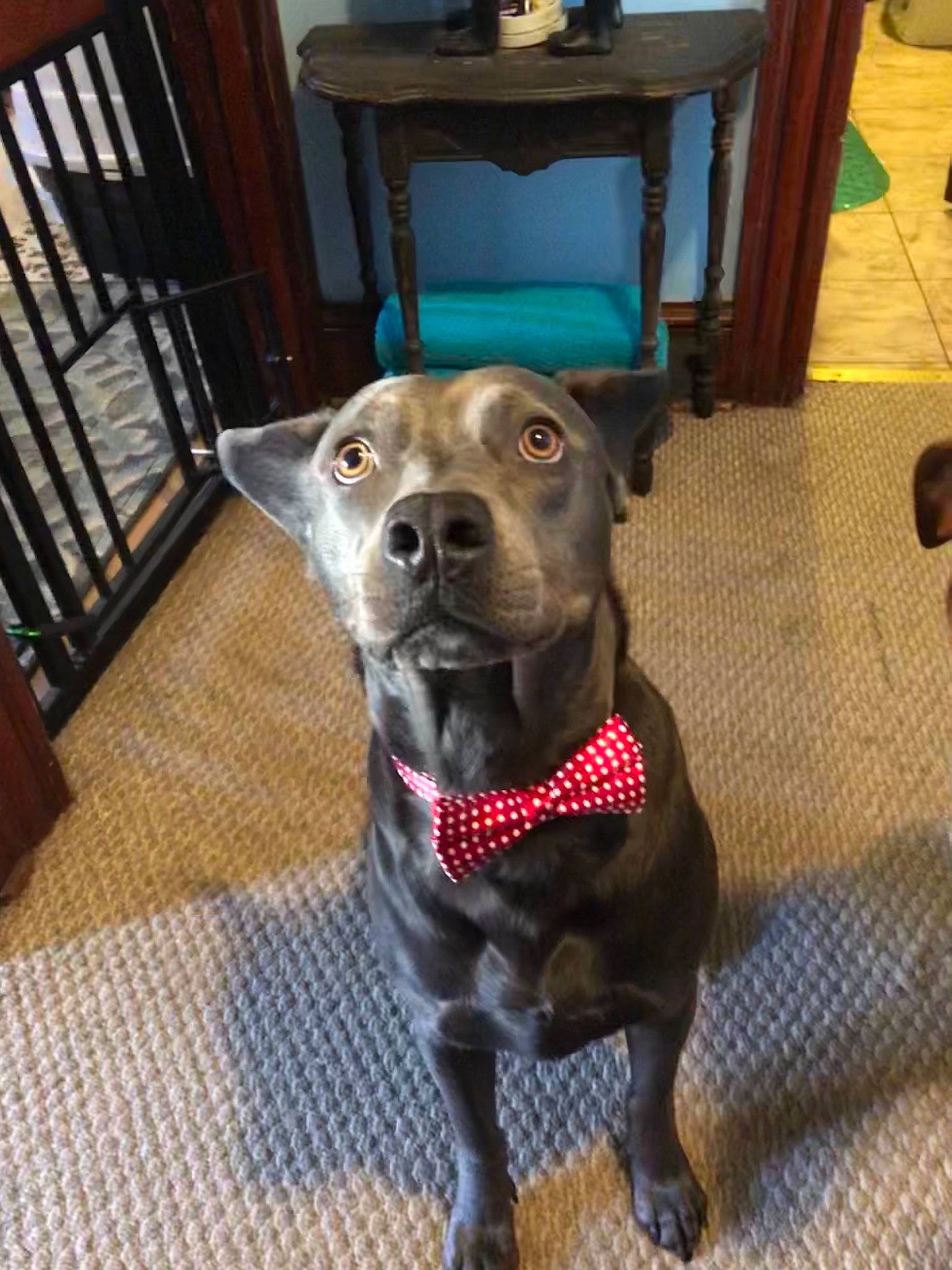 Opie joined the competition — help win amazing prizes! carnivore, chair, collar, companion_dog, dog, dog_collar, fawn, floor, flooring, fur, hardwood, leash, liver, pet_supply, table, tail, weimaraner, whiskers, wood, working_animal