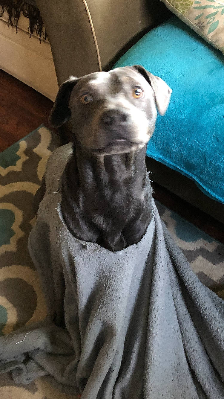 Opie is registered to the contest to win money with this photo: canidae, carnivore, collar, comfort, companion_dog, dog, dog_breed, dog_collar, fawn, fur, grey, guard_dog, hunting_dog, non_sporting_group, snout, sporting_group, terrestrial_animal, whiskers, working_animal