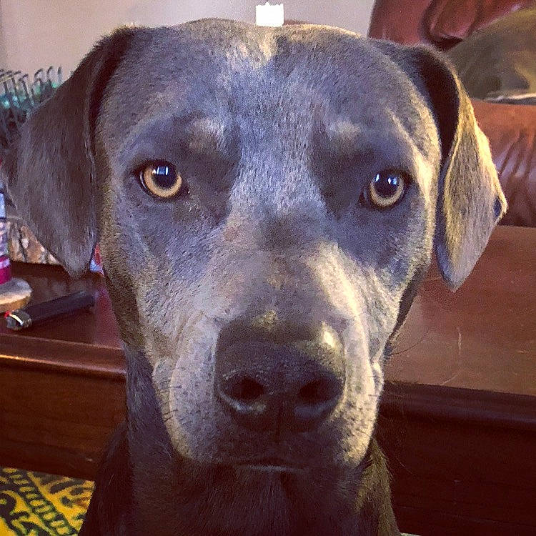 Opie joined the competition — help win amazing prizes! borador, canidae, carnivore, companion_dog, dog, dog_breed, electric_blue, eye, fawn, fur, hat, liver, metal, pet_supply, photography, snout, sporting_group, whiskers, working_animal