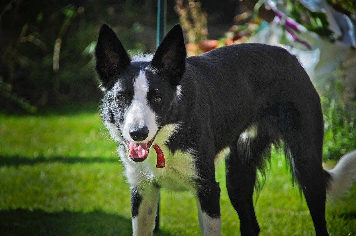 Max is registered to the contest to win money with this photo: australian_collie, border_collie, canidae, carnivore, dog, dog_breed, herding_dog, karelian_bear_dog, koolie, mammal, mcnab, plant, rare_breed_dog, snout, sporting_group, vertebrate, welsh_sheepdog, working_dog