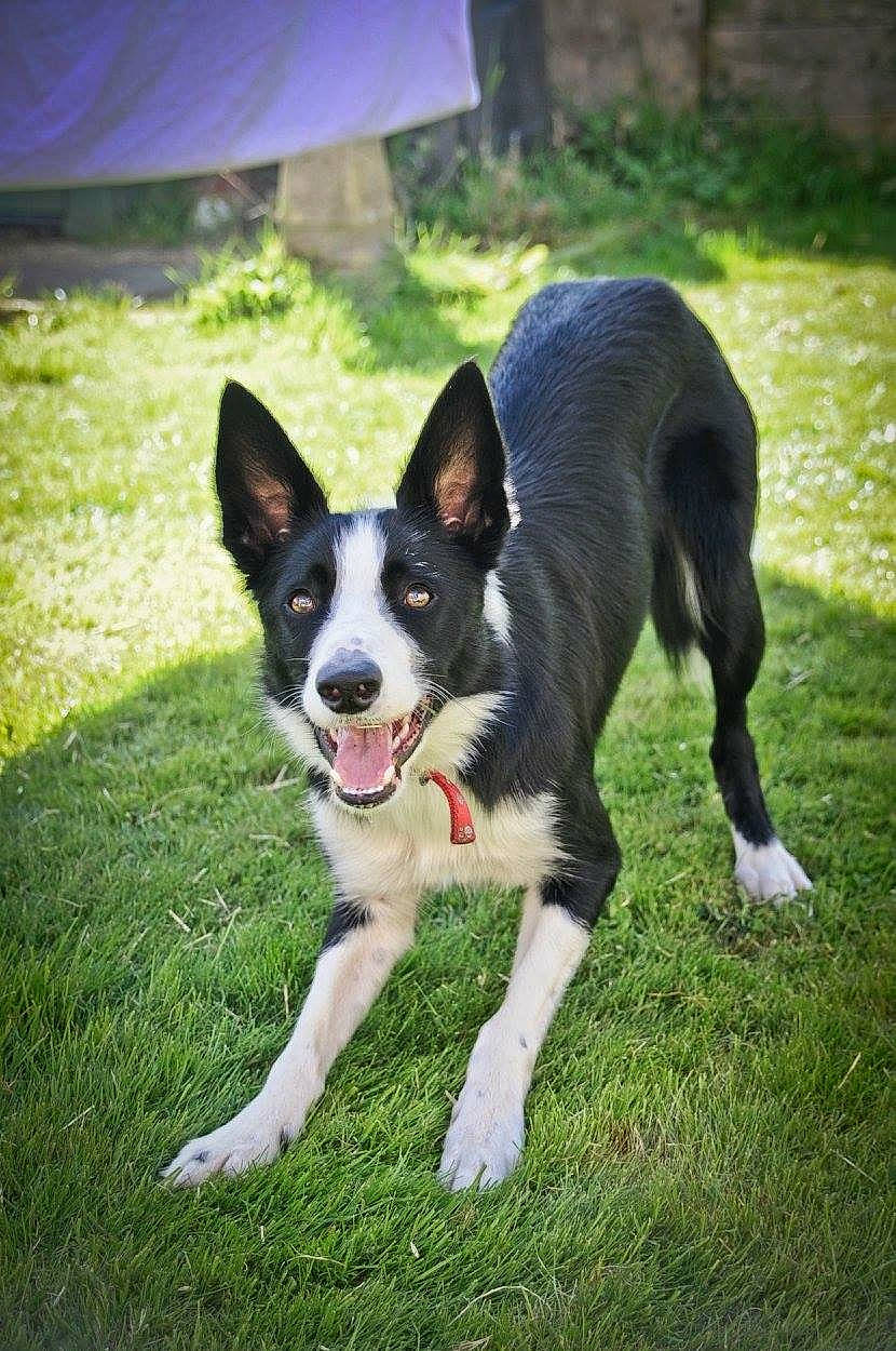 Max joined the competition — help win amazing prizes! australian_collie, australian_kelpie, border_collie, canidae, carnivore, dog, dog_breed, grass, herding_dog, karelian_bear_dog, lapponian_herder, mammal, mcnab, tail, vertebrate, welsh_sheepdog, working_dog