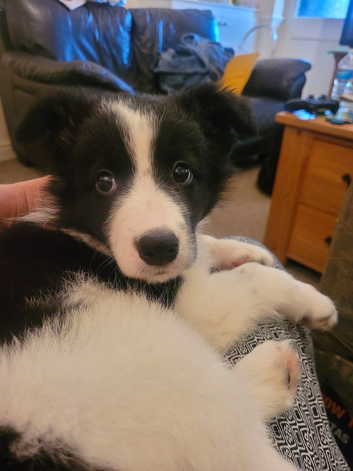 Luna is registered to the contest to win money with this photo: cabinetry, canidae, carnivore, chair, chest_of_drawers, companion_dog, dog, dog_breed, drawer, dresser, foot, fur, furniture, herding_dog, paw, snout, sporting_group, whiskers, working_animal, working_dog