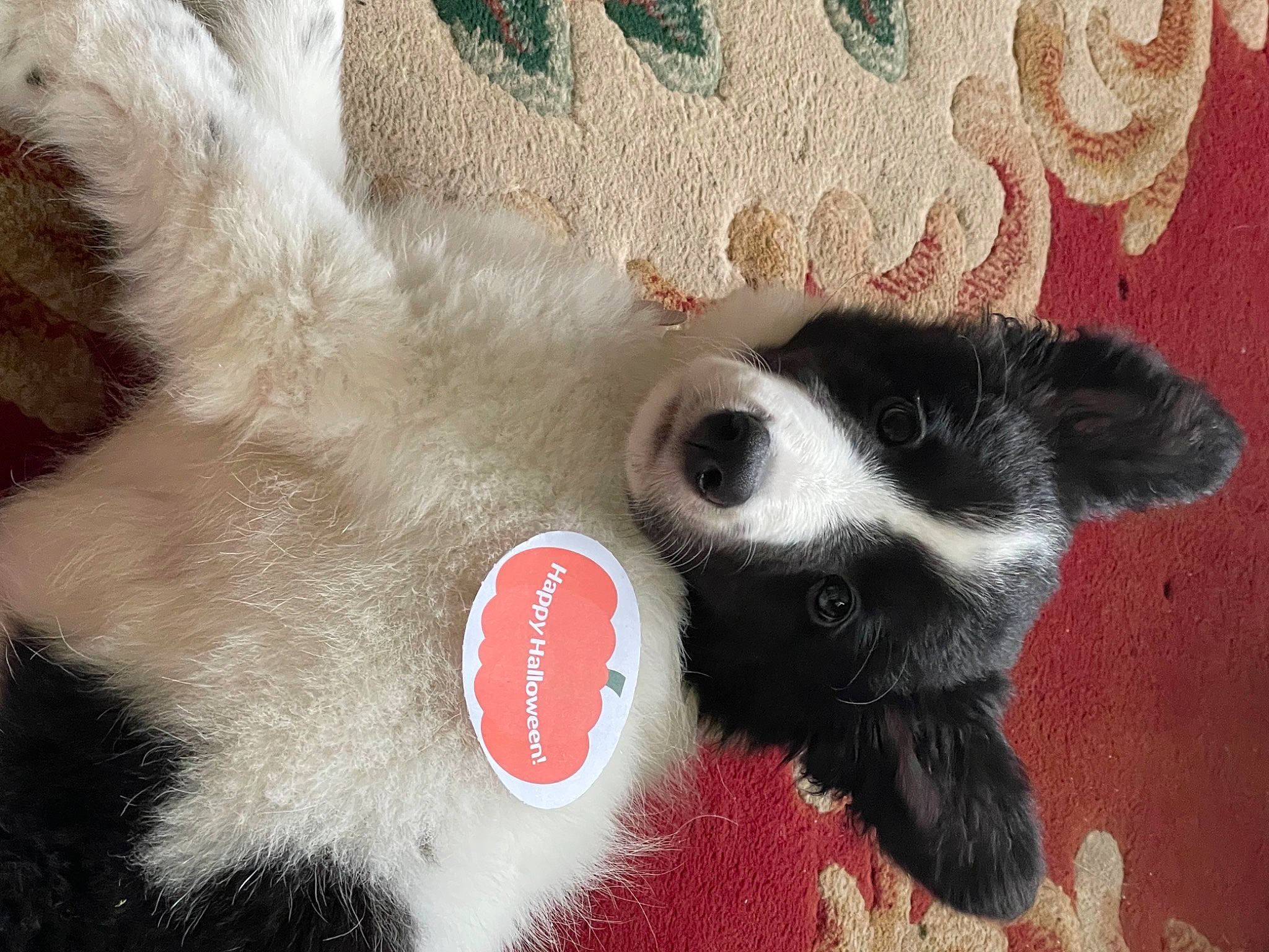 Luna is registered to the contest to win money with this photo: art, canidae, carmine, carnivore, cat, claw, companion_dog, creative_arts, dog_breed, felidae, fur, pattern, paw, small_to_medium_sized_cats, snout, sporting_group, tail, terrestrial_animal, whiskers, working_animal