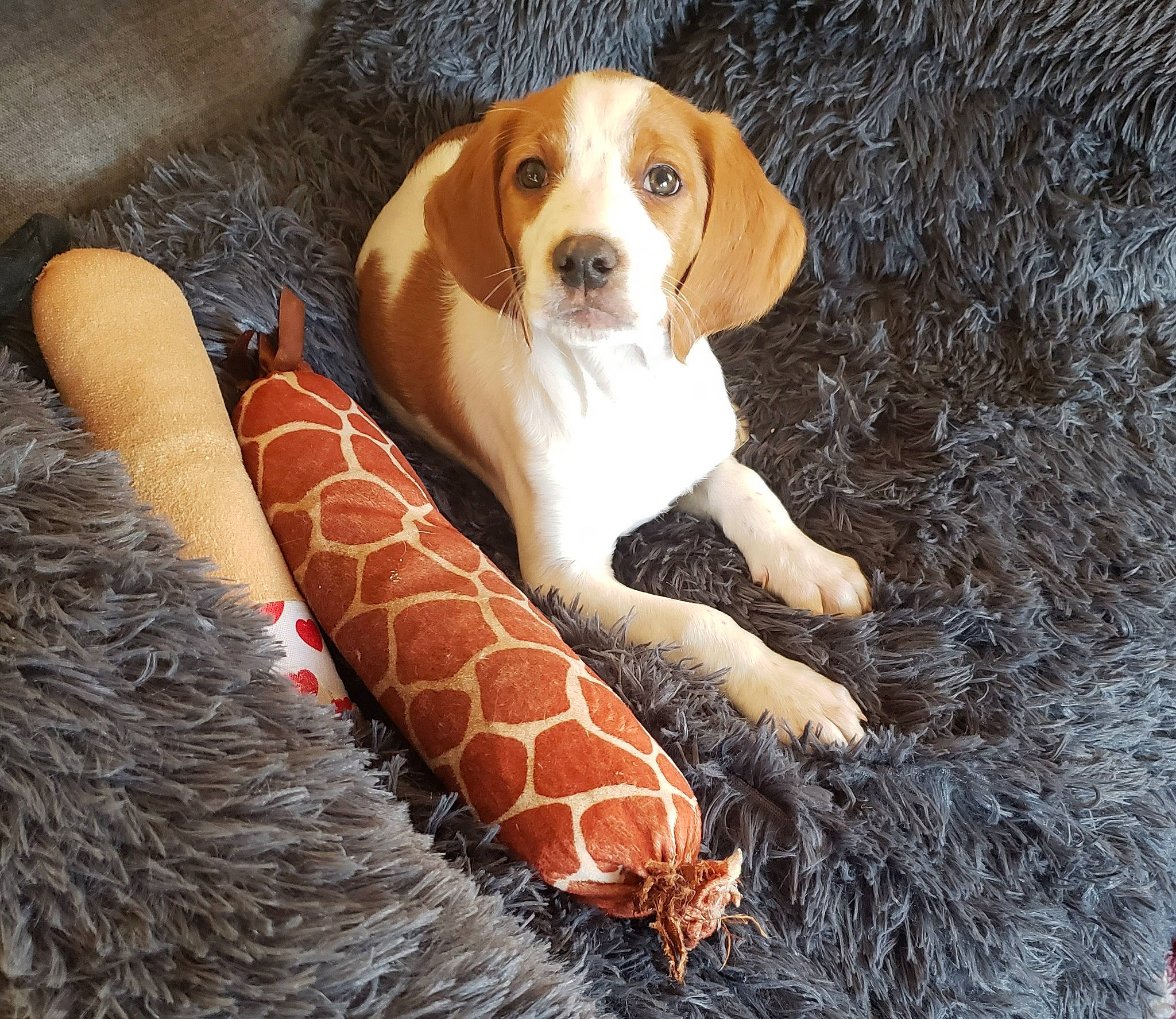 Ian is registered to the contest to win money with this photo: canidae, carnivore, comfort, companion_dog, dog, dog_breed, dog_supply, fawn, fur, grass, hound, hunting_dog, pattern, paw, scent_hound, sitting, sporting_group, terrestrial_animal, toy, working_animal