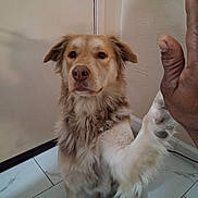 Max joined the competition — help win amazing prizes! dog, high_five, paw, human_hand, indoor, tile_floor, wall, fur, pet, friendly, brown, white, canine, close_up, companion, animal, interaction, domestic, calm, mammal