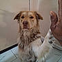 dog, high_five, paw, human_hand, indoor, tile_floor, wall, fur, pet, friendly, brown, white, canine, close_up, companion, animal, interaction, domestic, calm, mammal