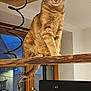 cat, ginger_cat, pet, indoor, wooden_shelf, window, potted_plant, plant_pot, iron, houseplant, feline, curious, domestic_animal, wood, window_frame, evening, animal, sitting, calm, home