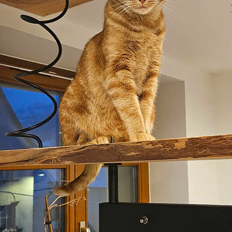 Roucky participe au concours pour gagner de l'argent avec cette photo : animal, calm, cat, curious, domestic_animal, evening, feline, ginger_cat, home, houseplant, indoor, iron, pet, plant_pot, potted_plant, sitting, window, window_frame, wood, wooden_shelf