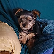 Arthur participe au concours pour gagner de l'argent avec cette photo : animal, black, blanket, brown, collar, comfort, cozy, cushion, cute, dog, ears, face, fur, furniture, home, indoor, pet, puppy, resting, small_dog