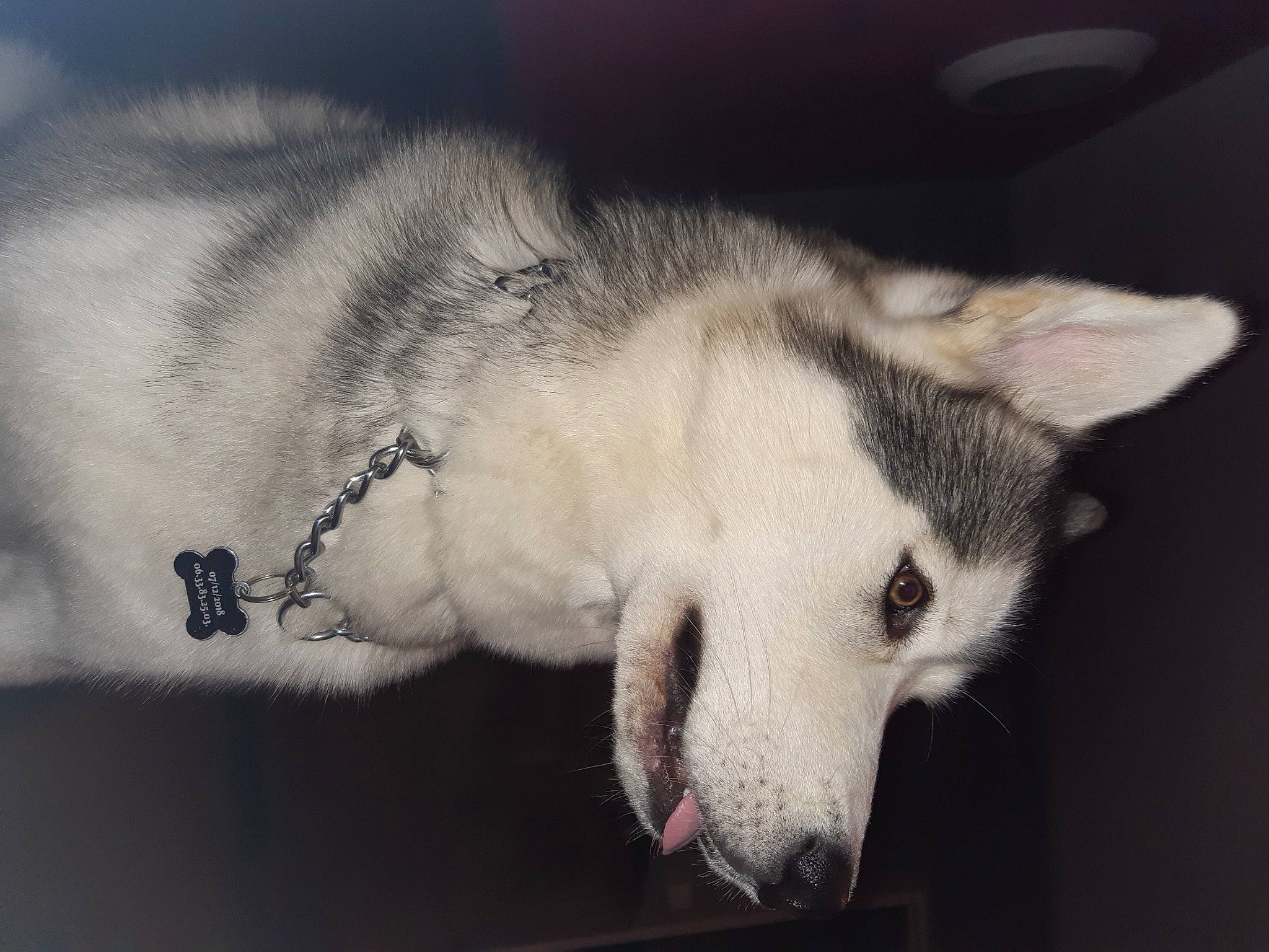 Amarock participe au concours pour gagner de l'argent avec cette photo : ancient_dog_breeds, canidae, canis, carnivore, companion_dog, dog, dog_breed, eye, fur, monochrome, monochrome_photography, non_sporting_group, paw, sporting_group, terrestrial_animal, whiskers, wildlife, working_dog