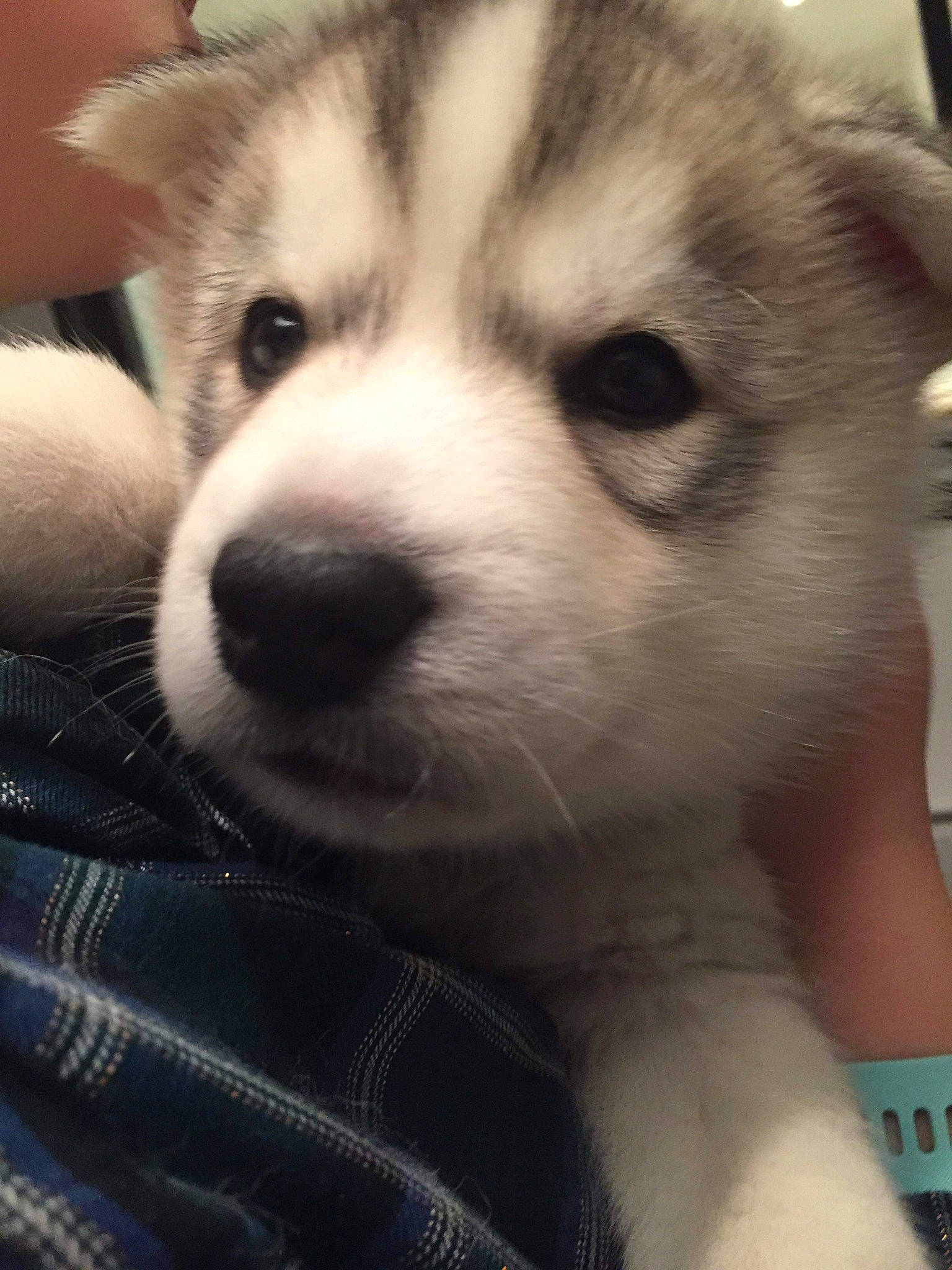 Amarock participe au concours pour gagner de l'argent avec cette photo : canidae, canis, carnivore, companion_dog, dog, dog_breed, flooring, fur, puppy, siberian_husky, sled_dog, snout, sporting_group, terrestrial_animal, wheel, whiskers, white, wildlife, working_animal, working_dog