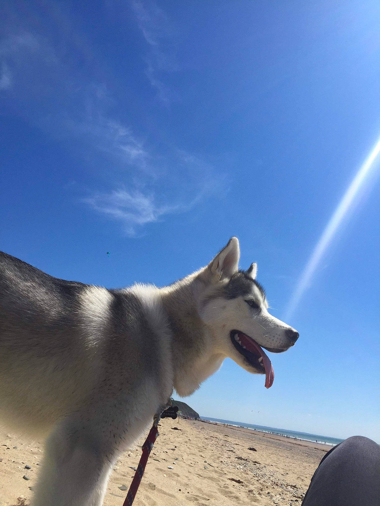 Amarock a rejoint le concours — aidez-le/la à gagner de superbes lots ! canidae, carnivore, cloud, collar, companion_dog, dog, dog_breed, dog_collar, happy, landscape, meteorological_phenomenon, ocean, sand, sky, slope, snout, sporting_group, tail, wind, working_animal