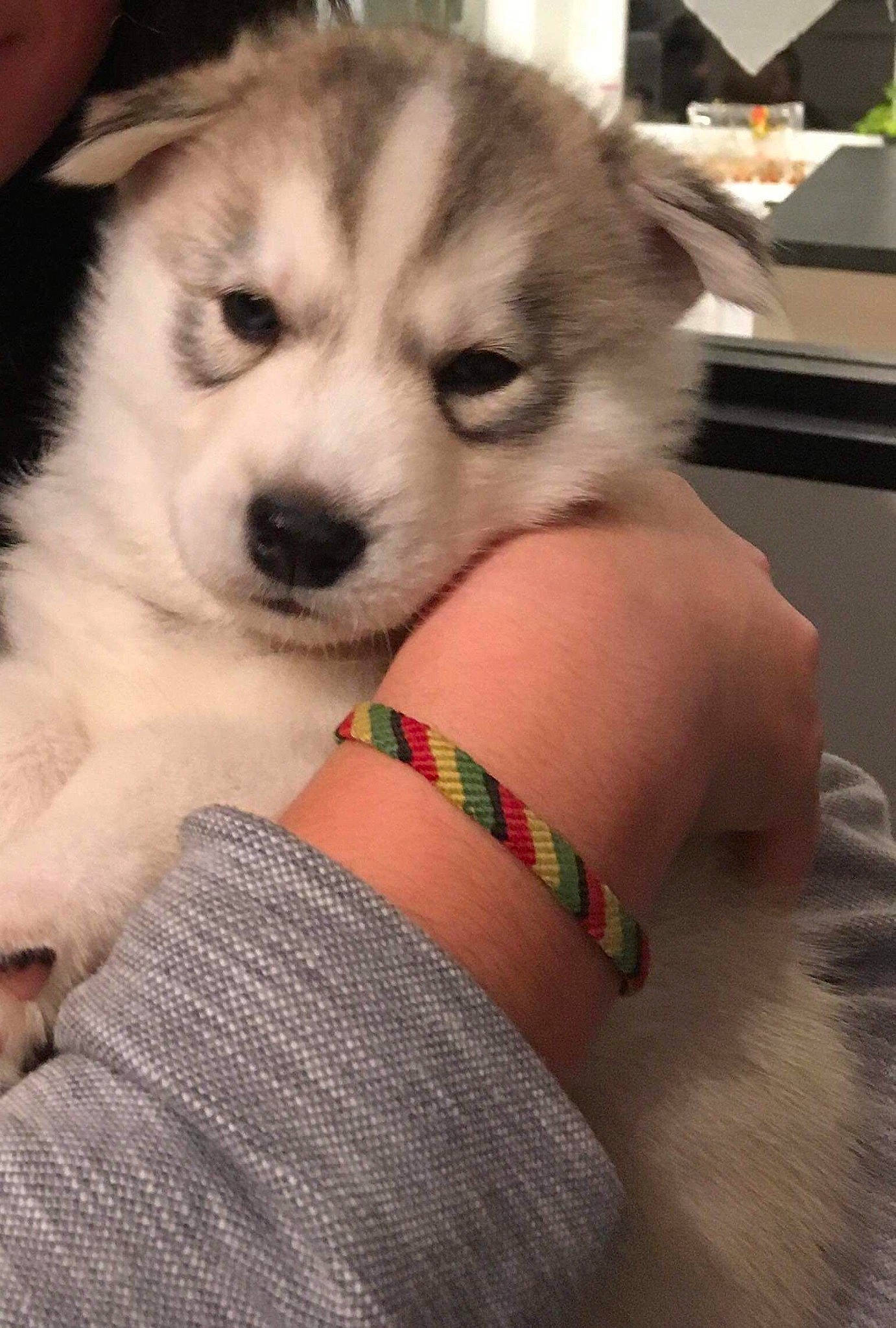 Amarock a rejoint le concours — aidez-le/la à gagner de superbes lots ! canidae, carnivore, companion_dog, dog, dog_breed, fawn, flooring, foot, fur, grass, happy, human_leg, pattern, paw, sitting, sled_dog, sporting_group, terrestrial_animal, thigh, whiskers