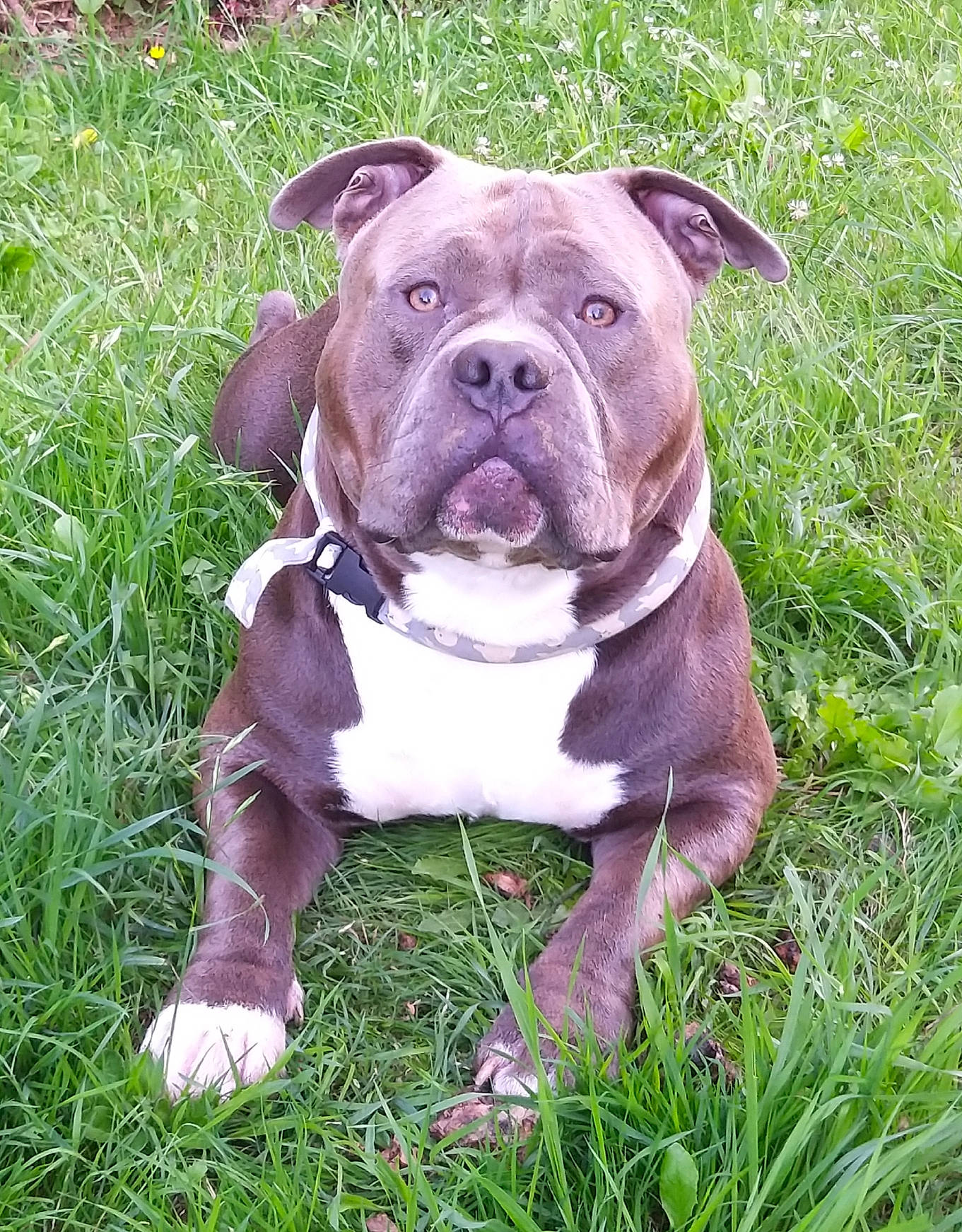 Victor a rejoint le concours — aidez-le/la à gagner de superbes lots ! american_bulldog, american_pit_bull_terrier, american_staffordshire_terrier, australian_bulldog, bulldog, canidae, carnivore, dog, dog_breed, dorset_olde_tyme_bulldogge, grass, mammal, molosser, non_sporting_group, old_english_bulldog, olde_english_bulldogge, pit_bull, renascence_bulldogge, snout, vertebrate