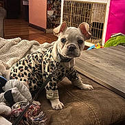 Lil Baby joined the competition — help win amazing prizes! puppy, dog, indoor, leopard_print, sweater, cushion, blanket, toy, crate, floor, wooden_floor, pet, cute, animal, home, fur, collar, leash, ears, face